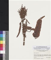 藏品(水生酸模)的圖片